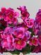 Композиция из фуксиевой пеларгонии в прямоугольном вазоне, высота 35 см А873 фото 5