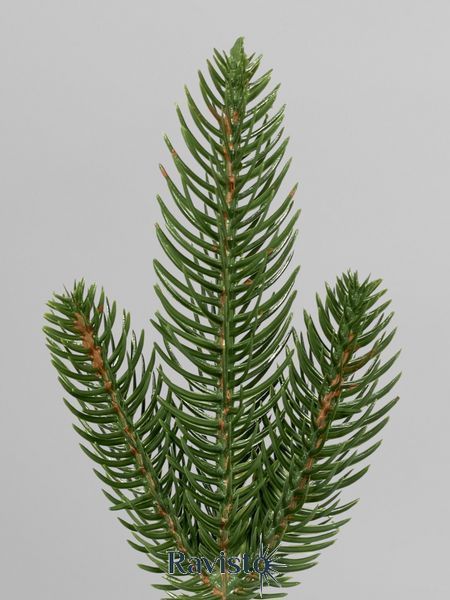 Искусственная хвойная ветка с короткими иголками, зеленый, 27 см Н03013 фото